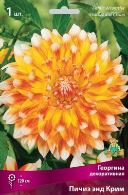 Георгина декоративная Пичиз энд Крим I/К Георгина декоративная Пичиз энд Крим I/К