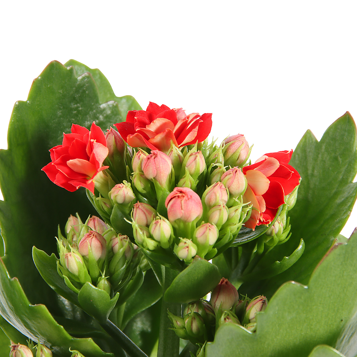 Каланхое микс D7 H15 *1/16