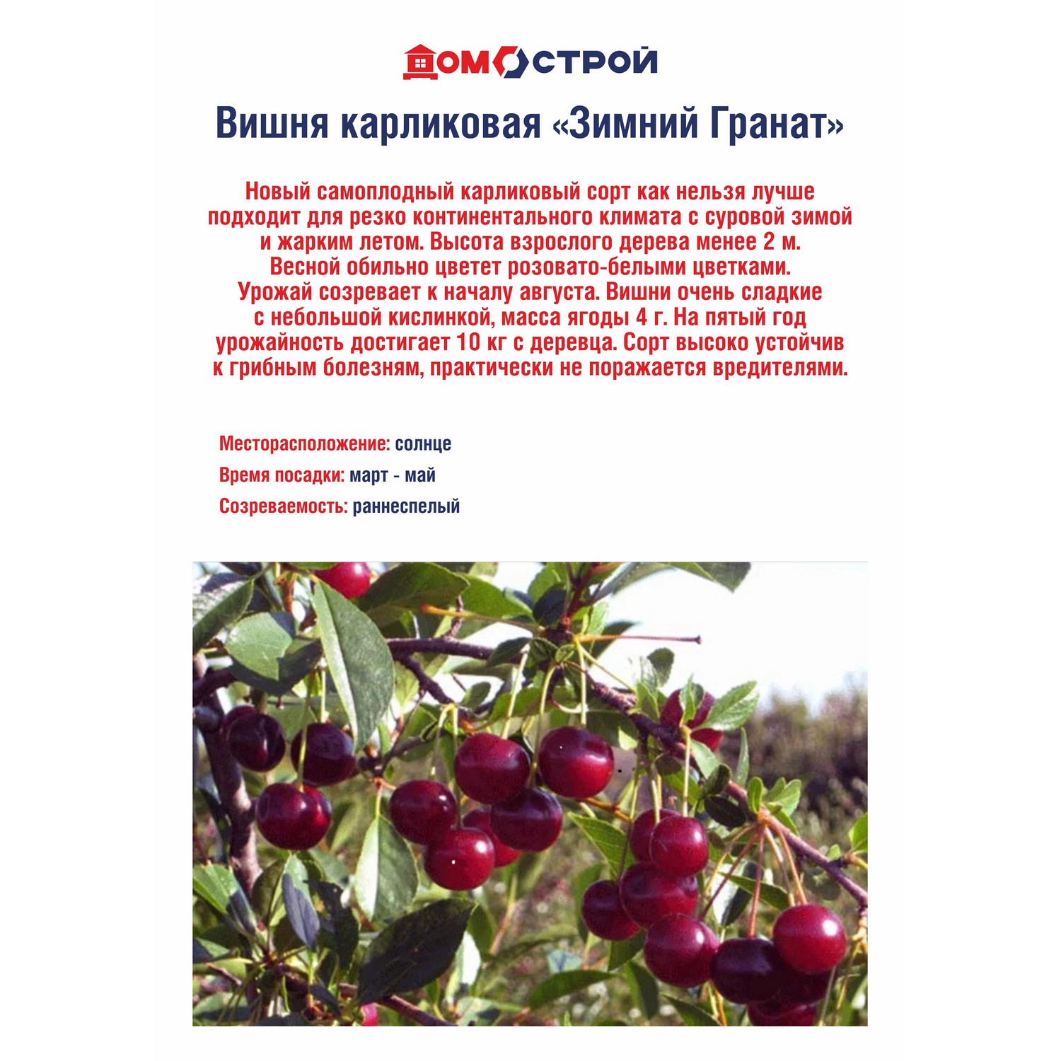 Вишня карликовая Зимний Гранат