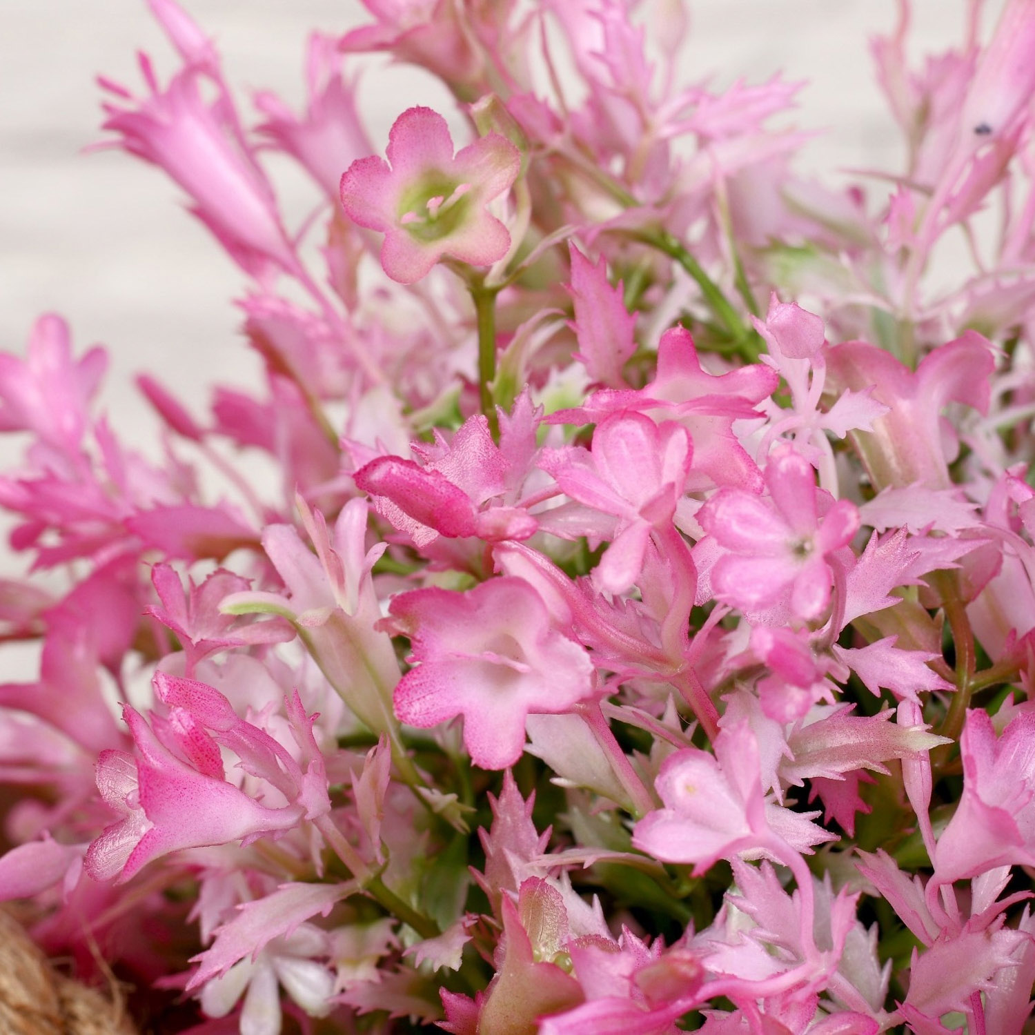 Бонсай в горшке "Садовый рай" колокольчики 11*20 см микс   4142818