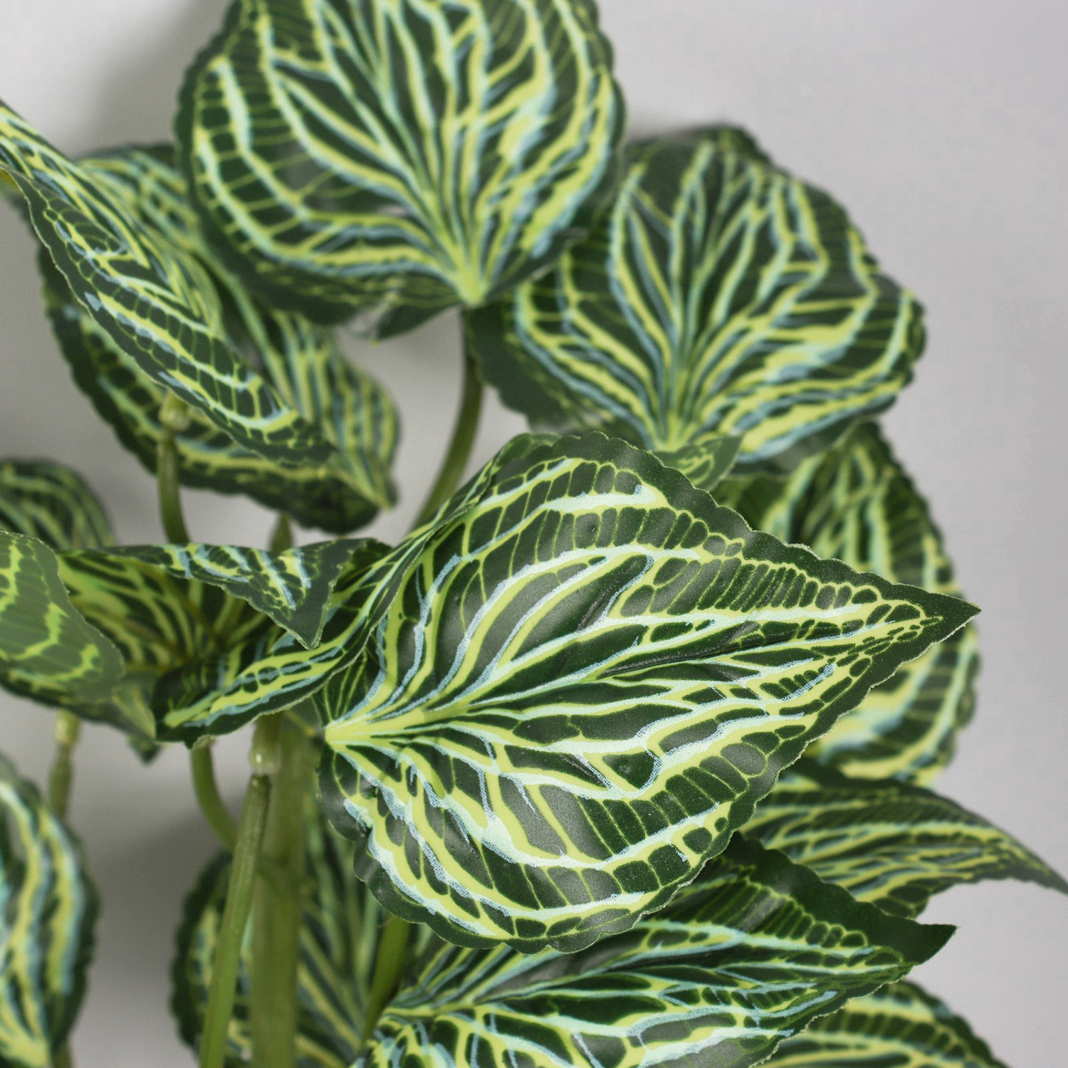 Бонсай "Калатея экстра" 8х27 см, зелёный  10325062