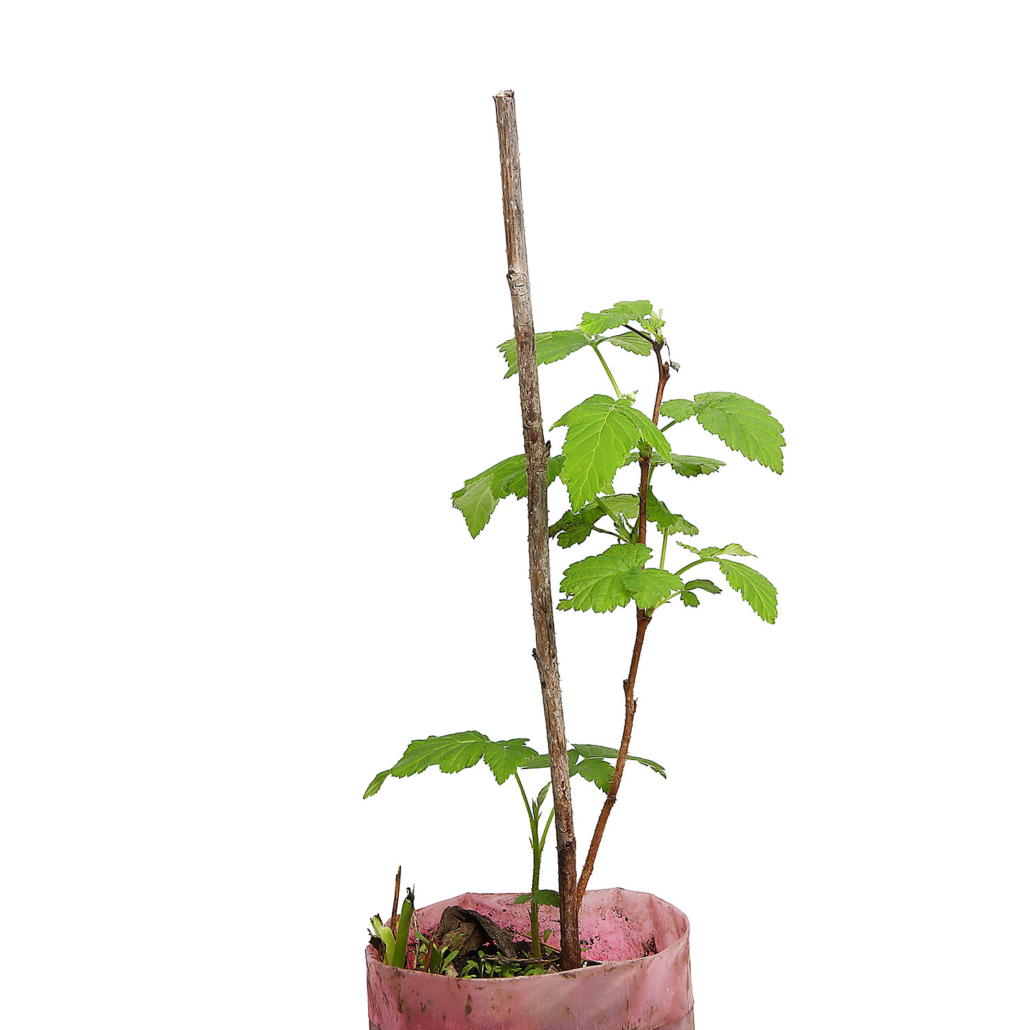 Ежемалина Тайбери