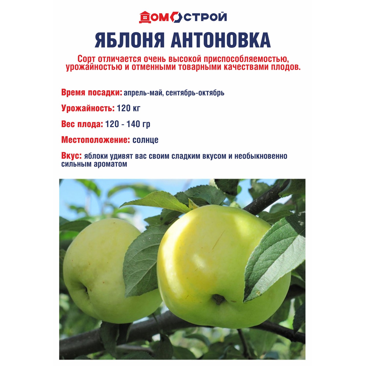 Яблоня Антоновка Саженец 2 года Высота саженца   100-120см