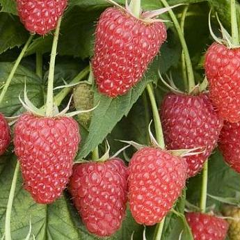 Малина ремонтантная Атлант