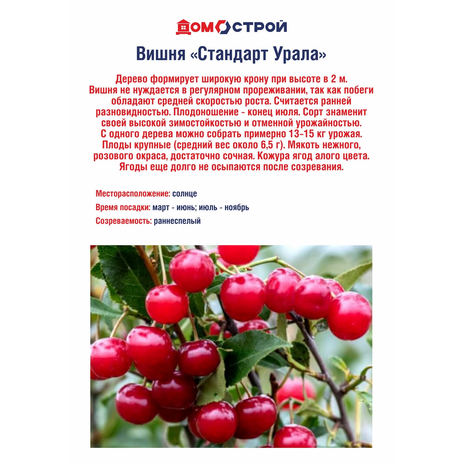 Вишня Стандарт Урала