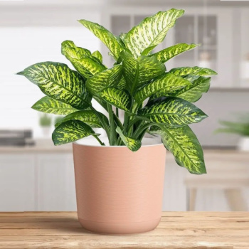 Кашпо пластм. "Лион"  4.2л d верха 190мм h175мм со вставкой Розовый-вереск ЛИ19-20 *1/8 Кашпо пластм. "Лион"  4.2л d верха 190мм h175мм со вставкой Розовый-вереск ЛИ19-20 *1/8