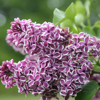 Сирень Сенсация (Sensation) Саженец 2 года Высота саженца   50-80см