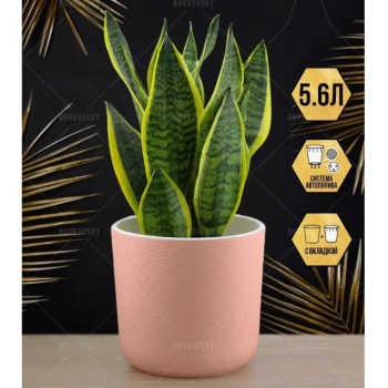 Кашпо пластм. "Лион"  5,6л d верха 210мм h195мм со вставкой Розовый-вереск ЛИ21-20 *1/4 Кашпо пластм. "Лион"  5,6л d верха 210мм h195мм со вставкой Розовый-вереск ЛИ21-20 *1/4