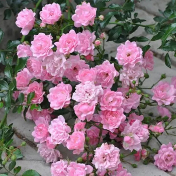 Роза почвопокровная Фейри