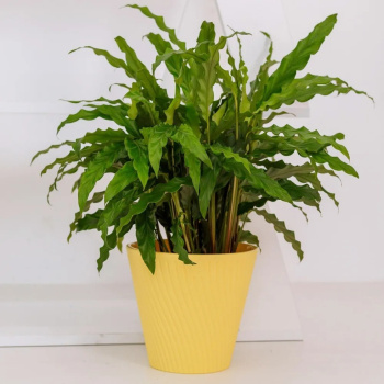 Кашпо пластм. "Луи" 1,2л d верха 140мм h129мм со вставкой Желтый AML-1,2-07 ("VipSet") *1/30 Кашпо пластм. "Луи" 1,2л d верха 140мм h129мм со вставкой Желтый AML-1,2-07 ("VipSet") *1/30