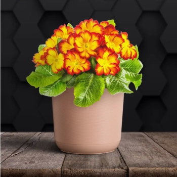 Кашпо пластм. "Лион"  3л d верха 170мм h160мм со вставкой Розовый-вереск ЛИ17-20 *1/10 Кашпо пластм. "Лион"  3л d верха 170мм h160мм со вставкой Розовый-вереск ЛИ17-20 *1/10