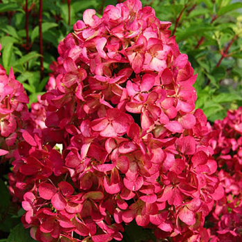 Гортензия метельчатая Даймонд Руж